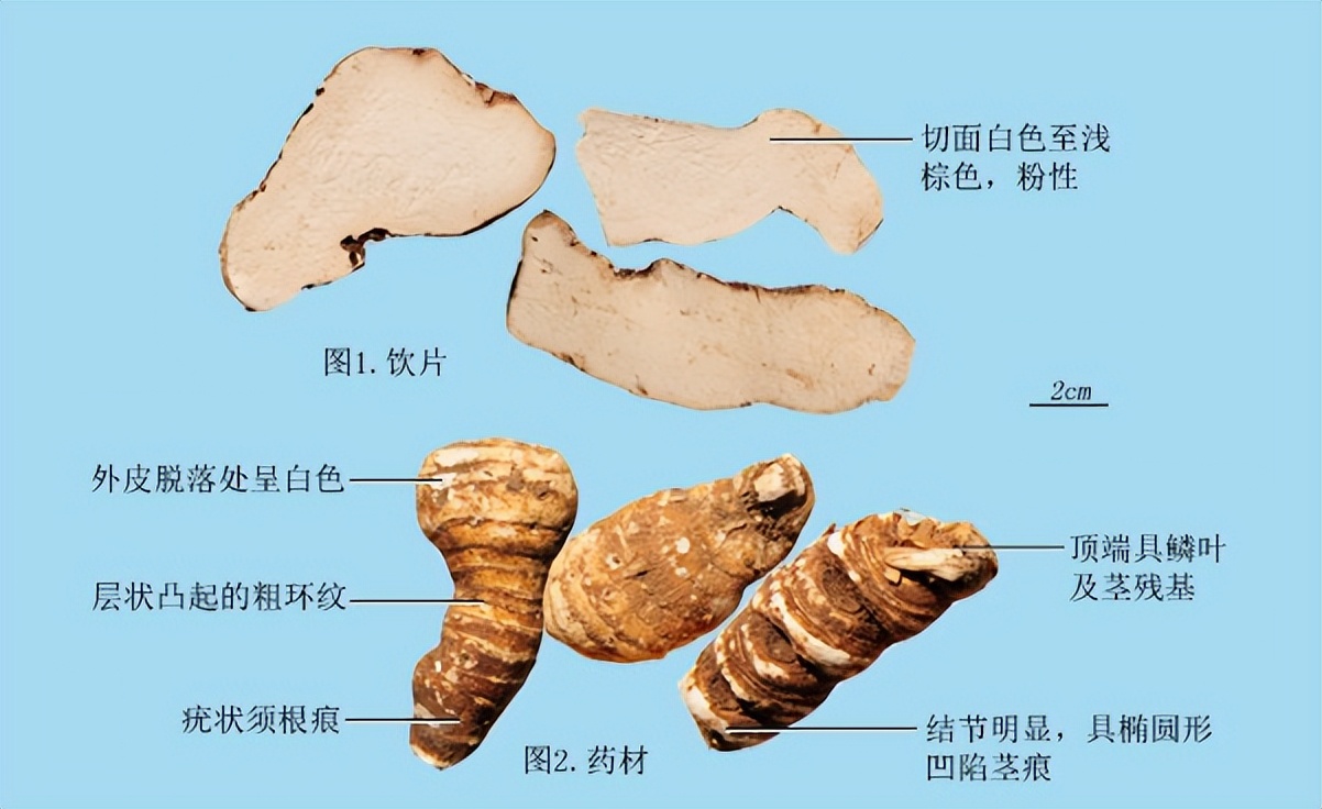 带你识别灵芝,重楼品种识别视频