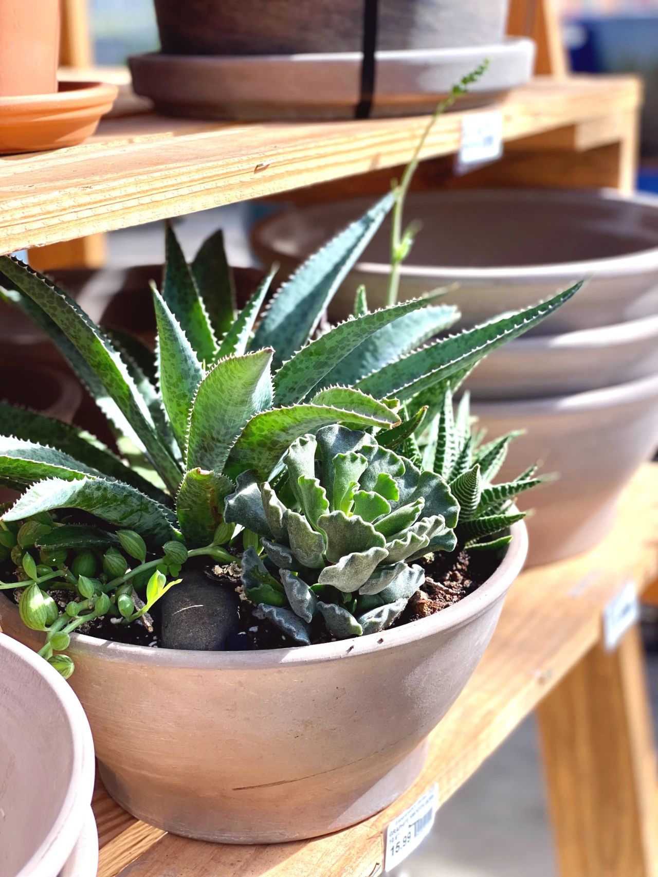 刚买来的盆栽怎么护理好,春季是给各种盆栽换盆的最佳时间