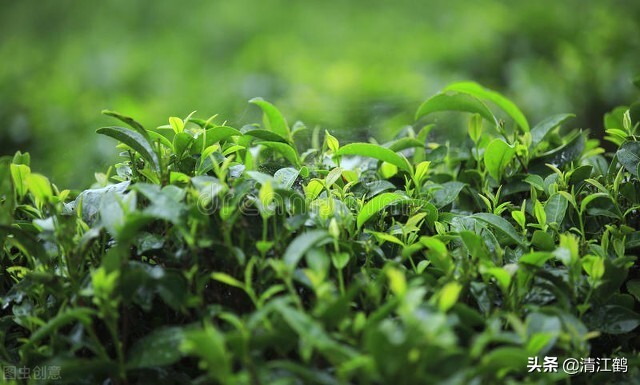 茶树不再结花蕾不开花是什么原因,为什么茶树不发芽