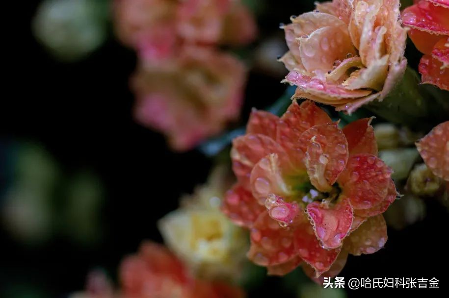 子宫内膜息肉中医可以消除吗,子宫内膜息肉中医怎么调理