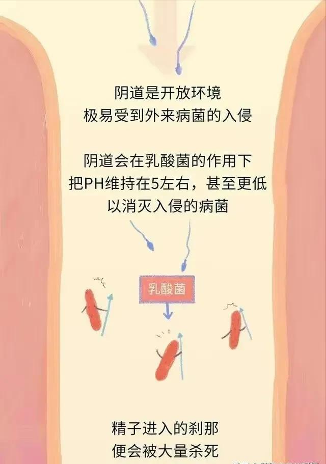 科普精子产生过程,知识解析精子的形成过程模拟动画