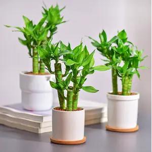 观音竹叶片发黄怎么治,观音竹水培叶尖发黄补救小妙招