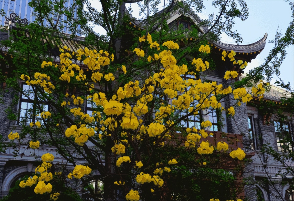 春日喝什么茶好,春天女人喝什么养颜抗衰老