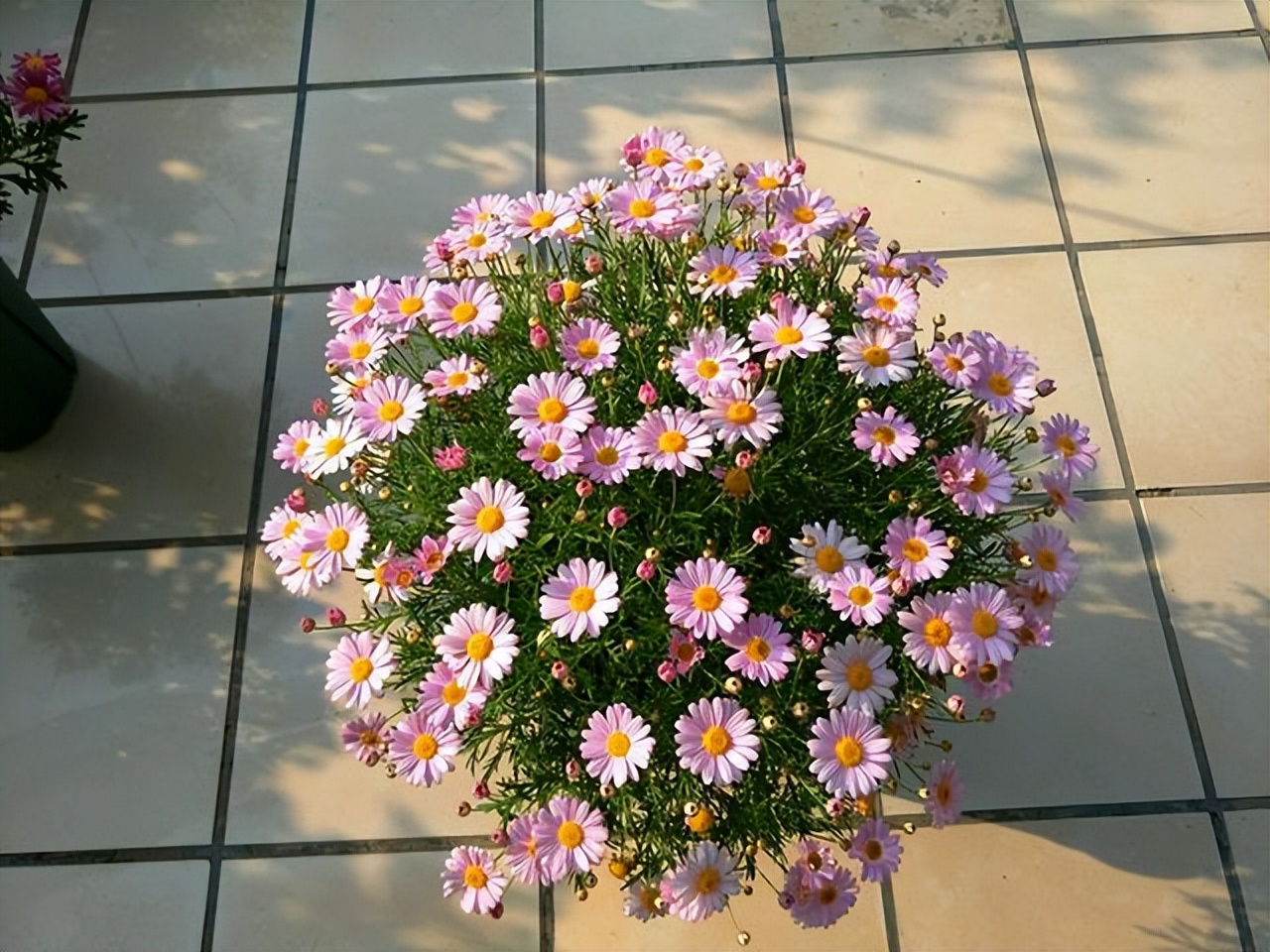 适合懒人在家养的10种花,户外适合懒人养的10种花