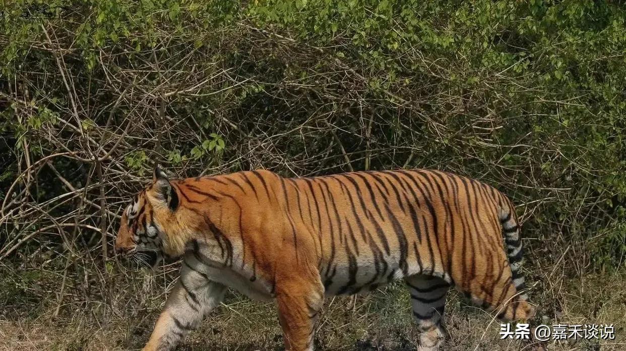 虎王战斗力前十排名,虎王战斗力排名前十介绍