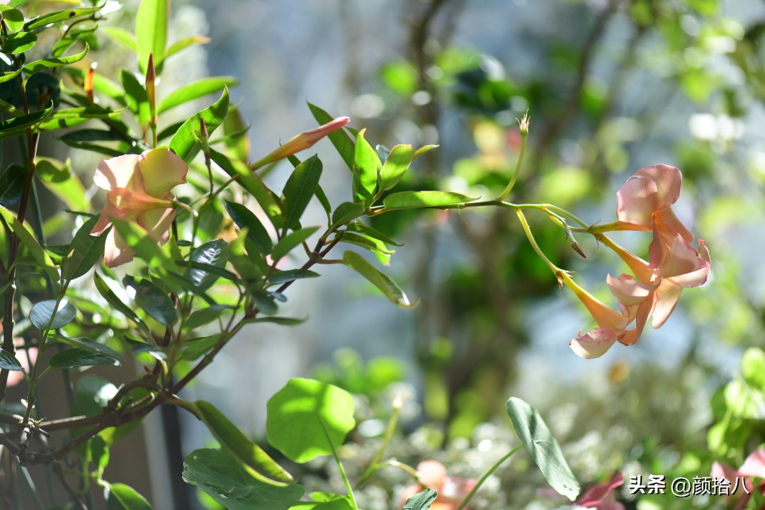 天冷怎么注意植物冻死,植物怕冷怎么过冬