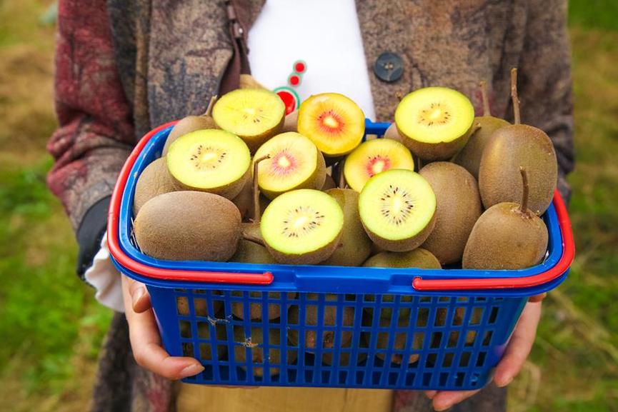 新西兰弄走了湖北猕猴桃，还让中国人付版权费？