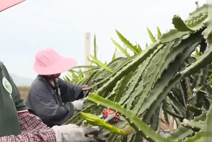 小伙子种火龙果四年身价过亿,种植火龙果一年挣1千万