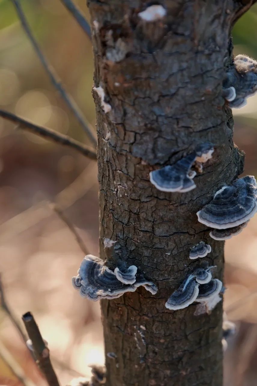 与春天撞个满怀的意思是什么,在棠梨湖公园邂逅春天