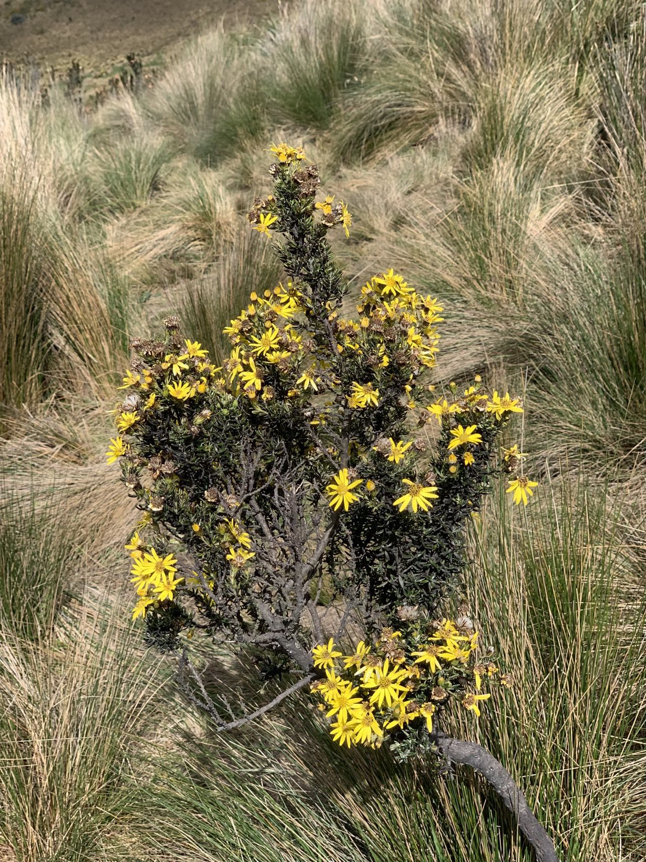 西语最好学,学西语可以去哪个大学