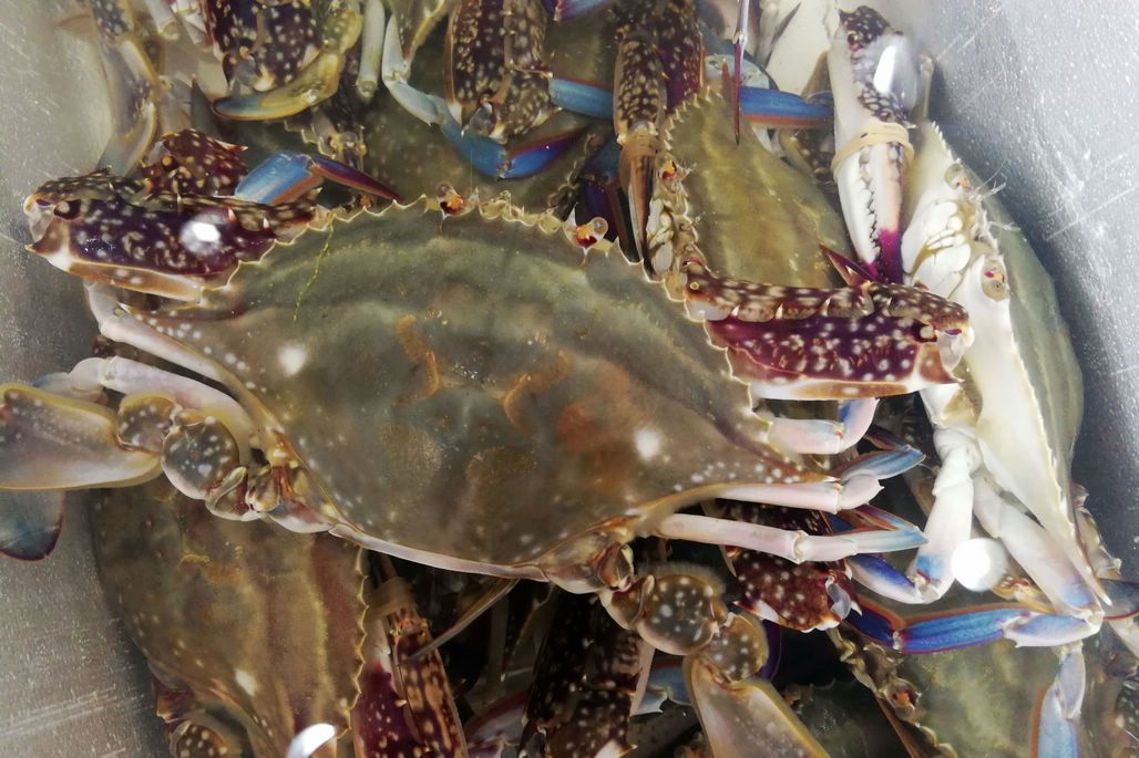 日照海鲜攻略指南本地人吐血整理,全方面解析日照海鲜攻略收藏版