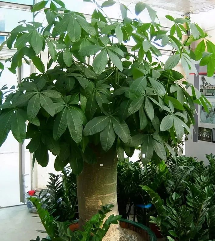 招财树叶子枯黄掉叶小妙招,招财树叶子发黄掉落怎么补救