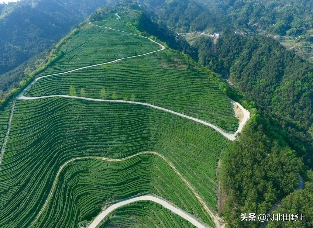 陆羽茶产业,陆羽文化茶产业