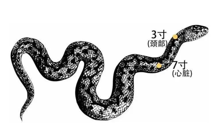 为什么打蛇要打七寸,打蛇七寸的七寸是指哪里
