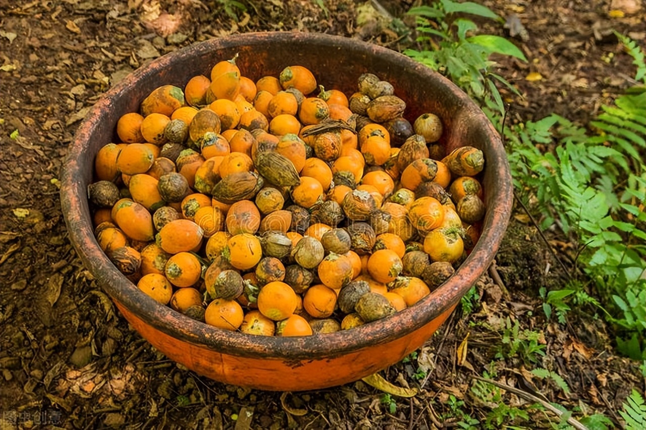 囊肿散结茶,囊肿结节中药