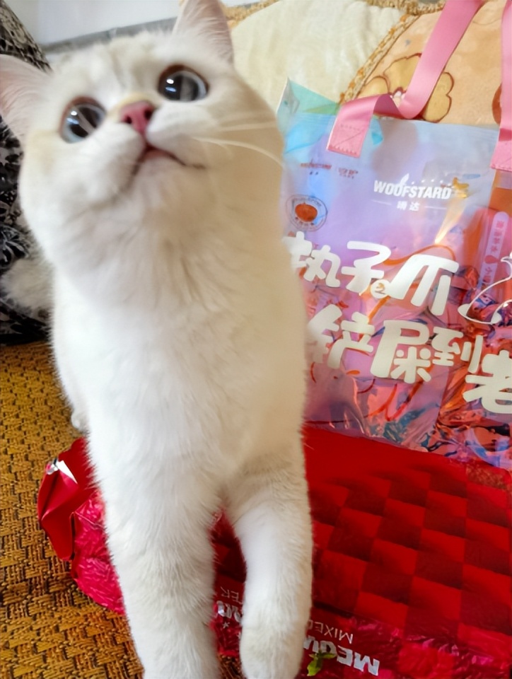 幼猫主食冻干猫粮测评,喵达猫粮猫咪吃了好吗