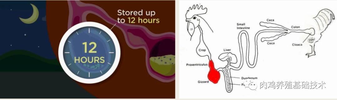 怎么看蛋鸡消化吸收好不好,怎么增强蛋鸡消化系统