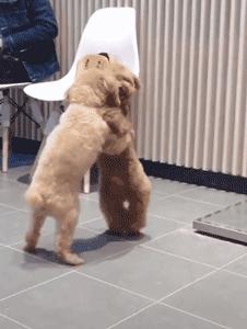 泰迪防止细小的方法,泰迪注意什么不容易生病