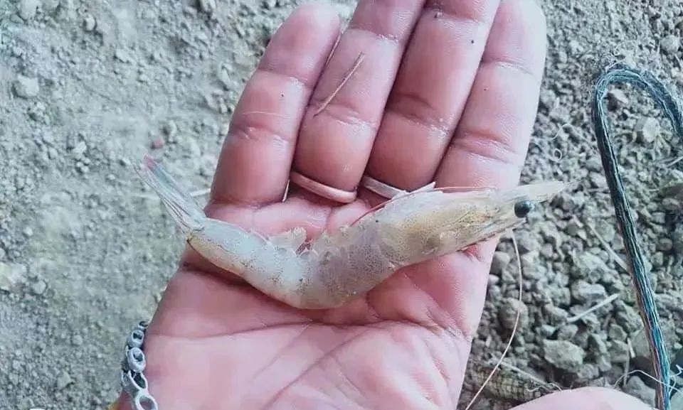 白对虾急性肝胰腺坏死怎样防治,对虾胰腺坏死怎么治疗