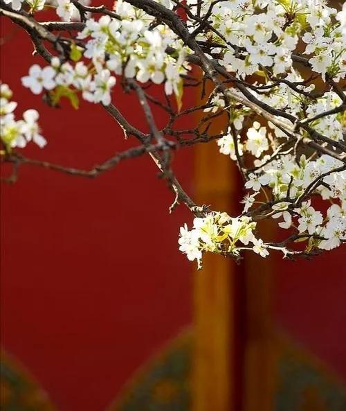 寂寞空庭春欲晚良儿没走,寂寞空庭春欲晚