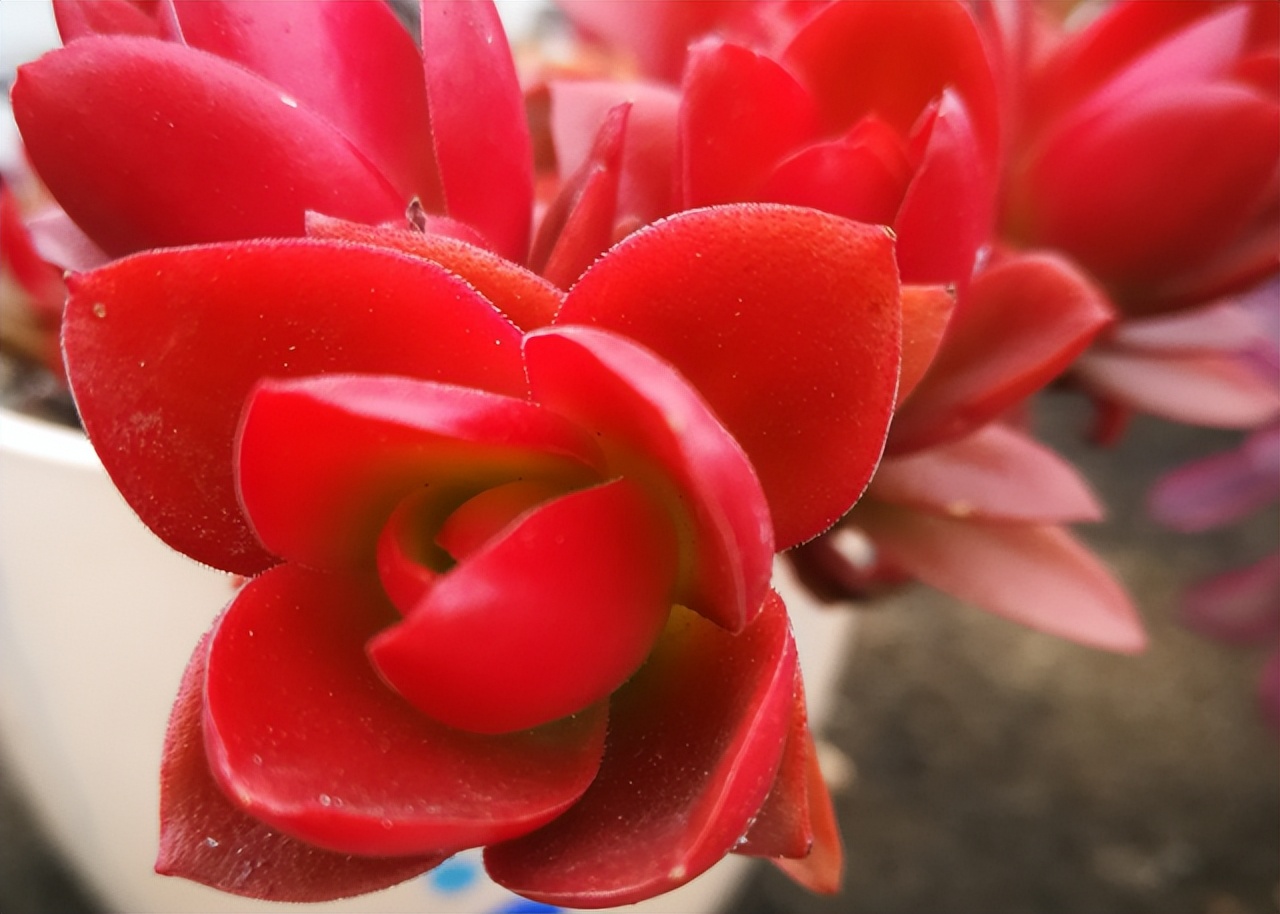 火祭养护注意事项,火祭盆栽养护方法