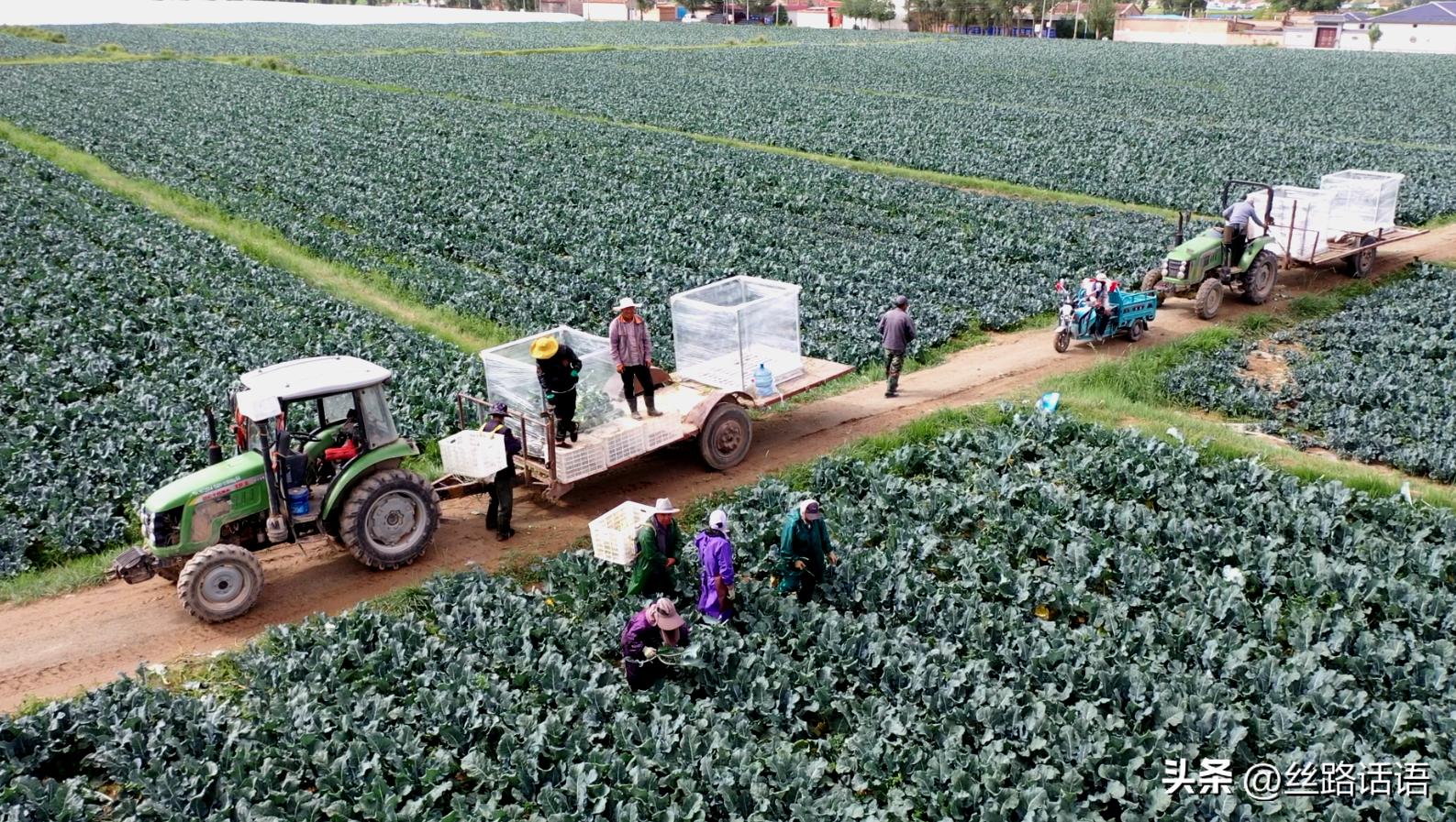 三抓三促春季造林,三抓三促七里河