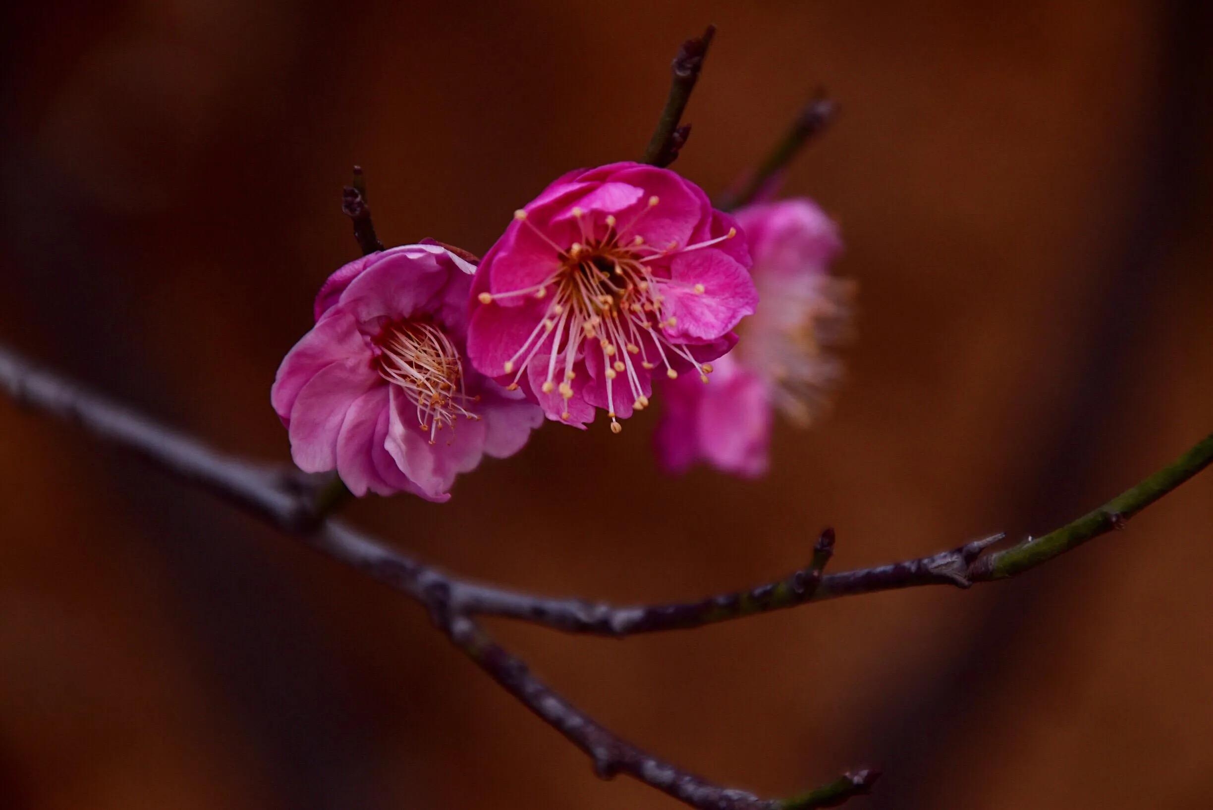 花卉摄影秋日的浪漫,花卉摄影春暖梅花开