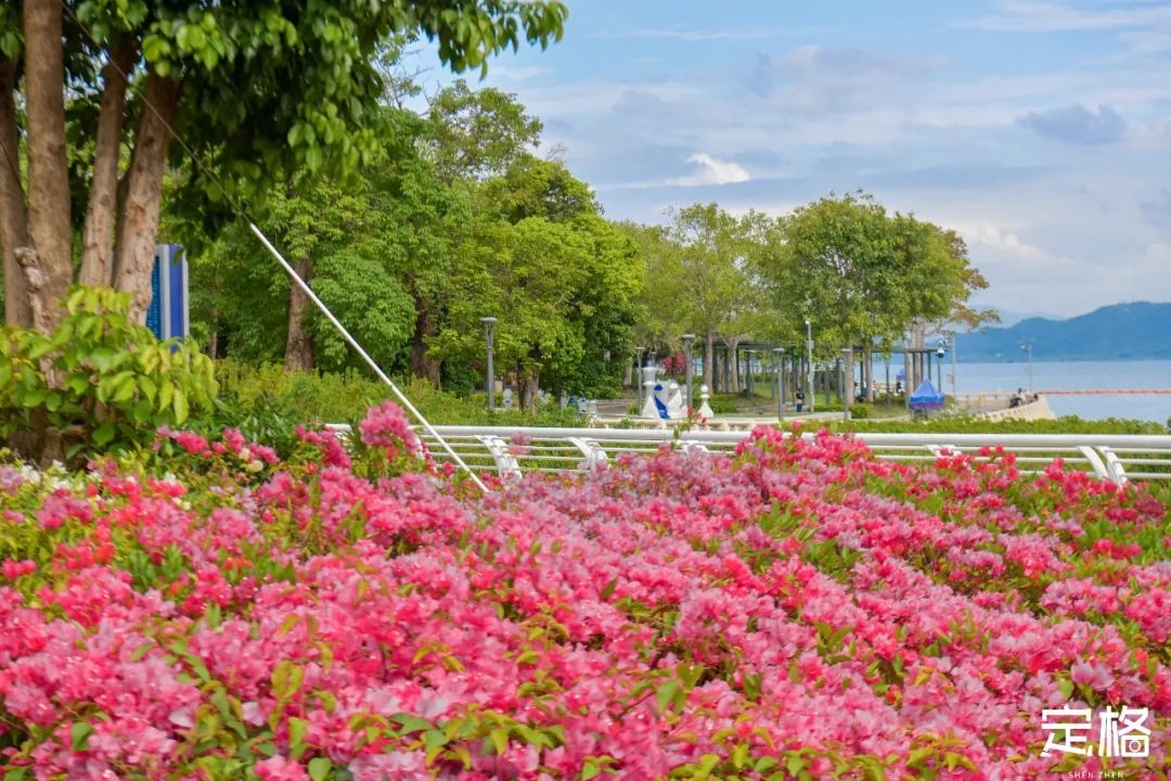 深圳周末带孩子免费游玩好去处,周末去哪玩推荐深圳