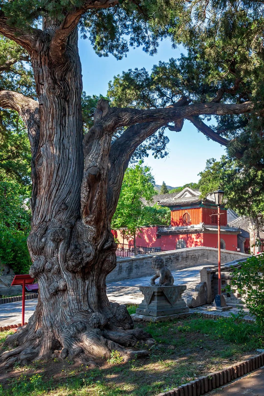 雍和宫北京最旺的古寺,不要再去人挤人的景点
