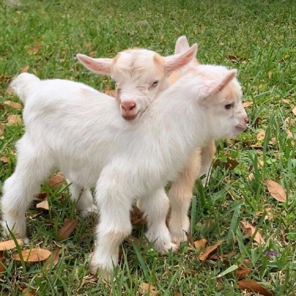 刚出生十几天的小羊拉稀怎么办,刚出生的小羊拉稀