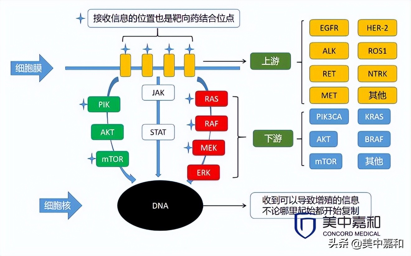 靶向药耐药了还需要做基因检测吗,靶向药已经有耐药了还有必要吃吗