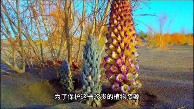 内蒙阿拉善左旗肉苁蓉公司,阿拉善沙漠苁蓉图片