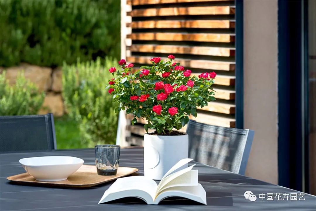 鑺卞崏鍝佺灞曠ず,鏂颁紭鑺卞崏鍝佺灞曠ず