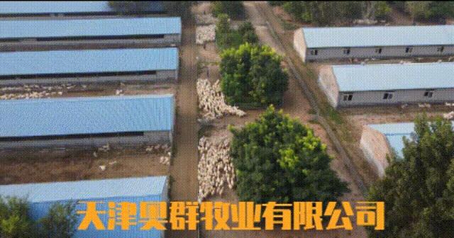 智慧赋能丨种羊场里的“科技范儿”