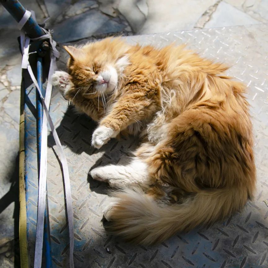 毛森森,观复猫毛森森