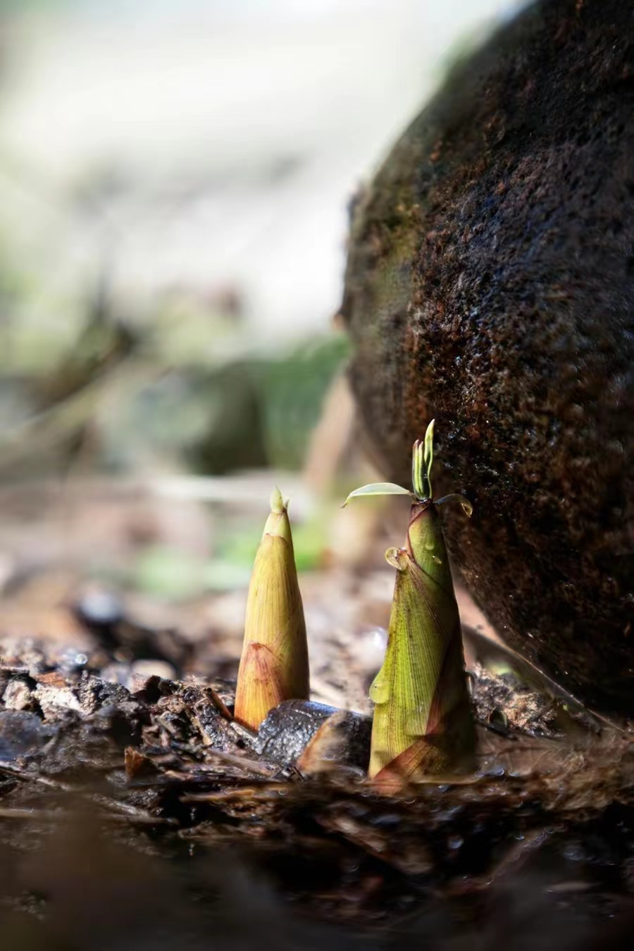 【原创】散文·江南春笋