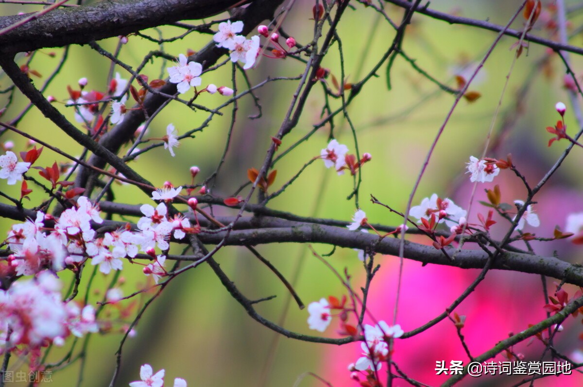 梅花垂柳竞*光春**,晏几道2首写早春景色的词,哪一首更美呢?