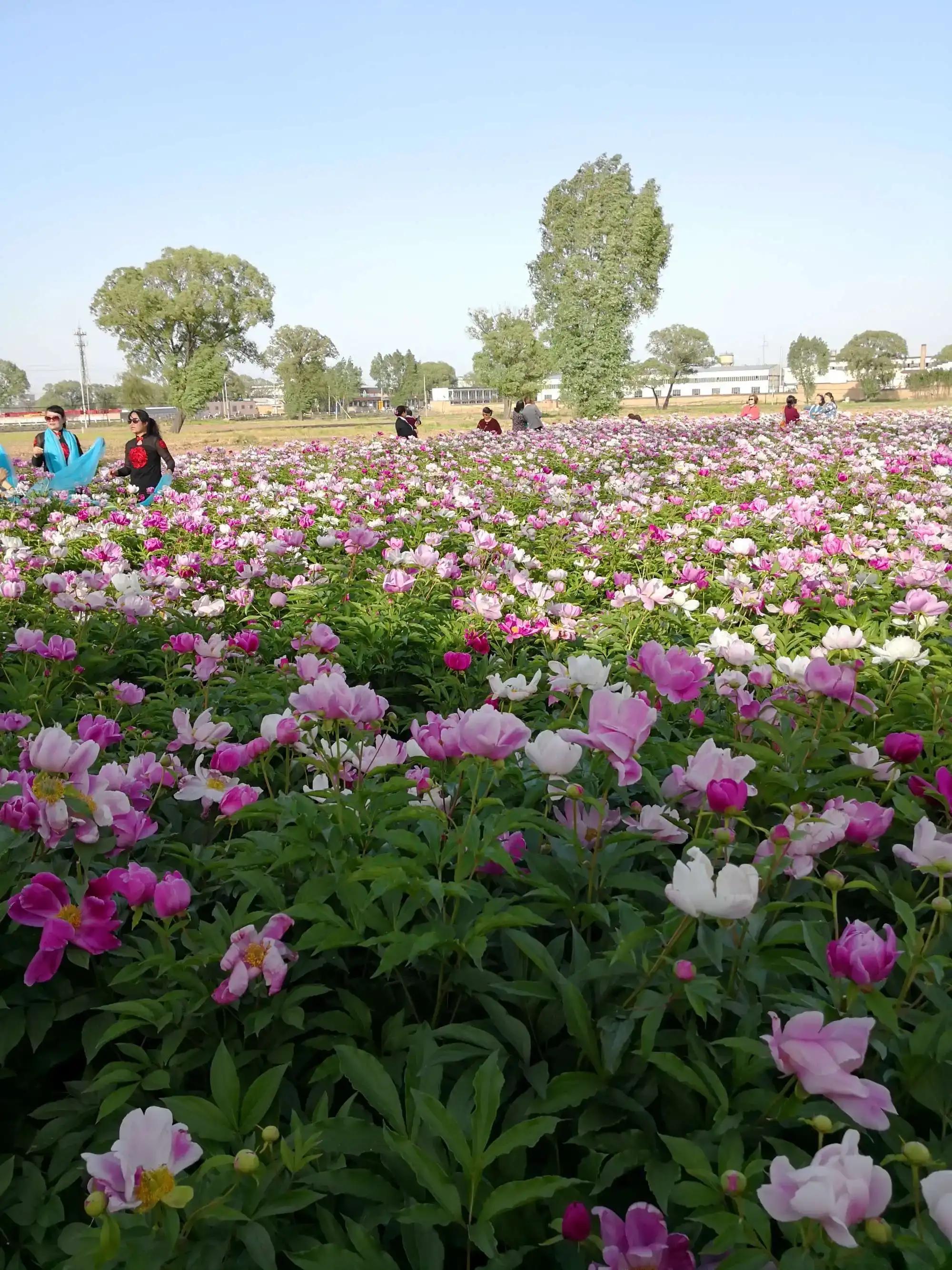 鐧借妽鏄嵂鏉愬悧,鑽潗鐧借妽璋佹敹