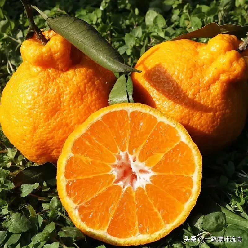 最火的橘子是什么橘子,柑橘排名第一的橘子