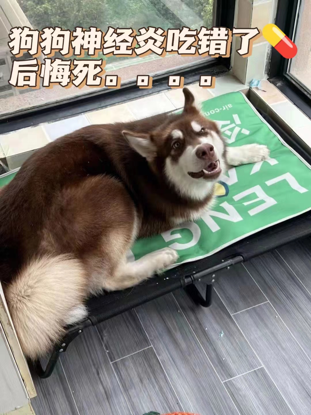 狗狗神经炎瘫痪多久能恢复,狗狗神经炎吃了药不好怎么办