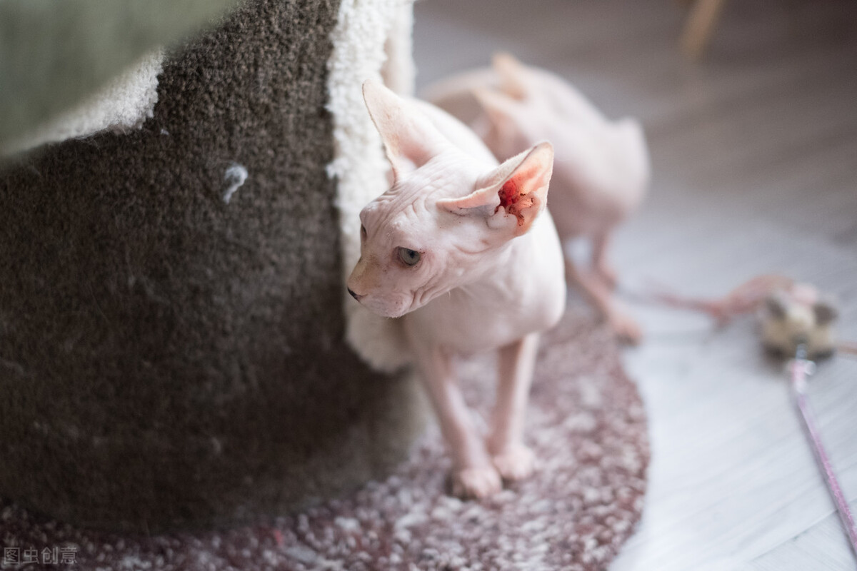 猫咪屁屁肿拉稀还有血,猫咪拉稀拉血怎么回事