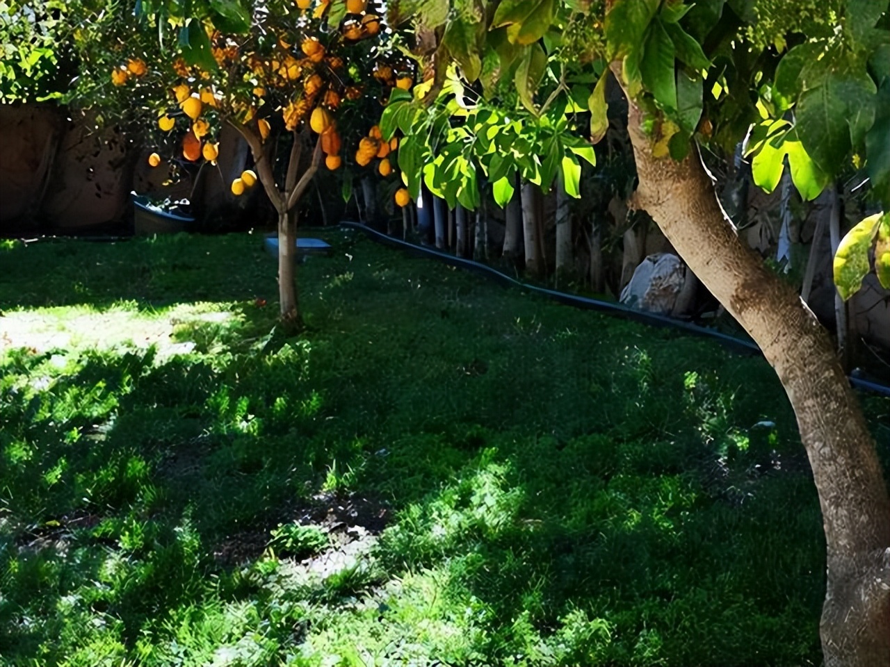 庭院种植满树花好不好风水,农村小院栽什么树旺宅