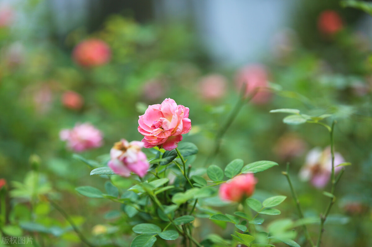 门口种什么花风水最好最吉利,门口栽种五种花最吉祥