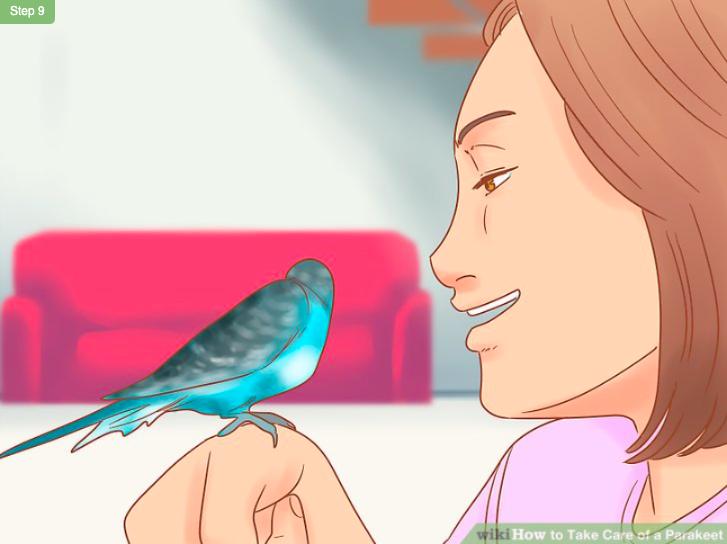 怎么照顾虎皮幼鸟,怎么照料小虎皮鹦鹉