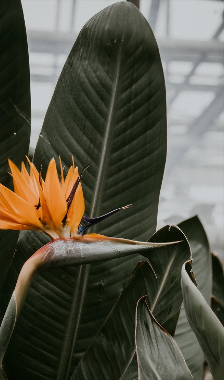 现代时尚生态木门风格,现代自然门