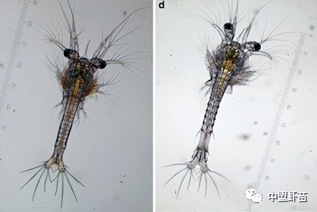 什么是螺旋藻？虾池添加螺旋藻的好处有哪些？养殖高手跟你揭露！