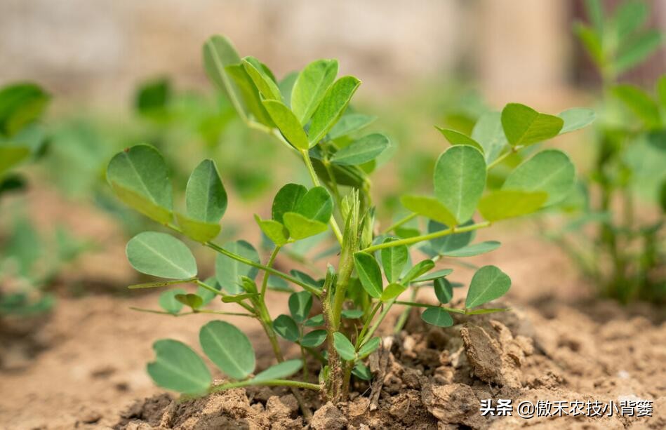 花生种植巧浇水，既能促根壮苗棵，又能促进开花结荚多收花生果
