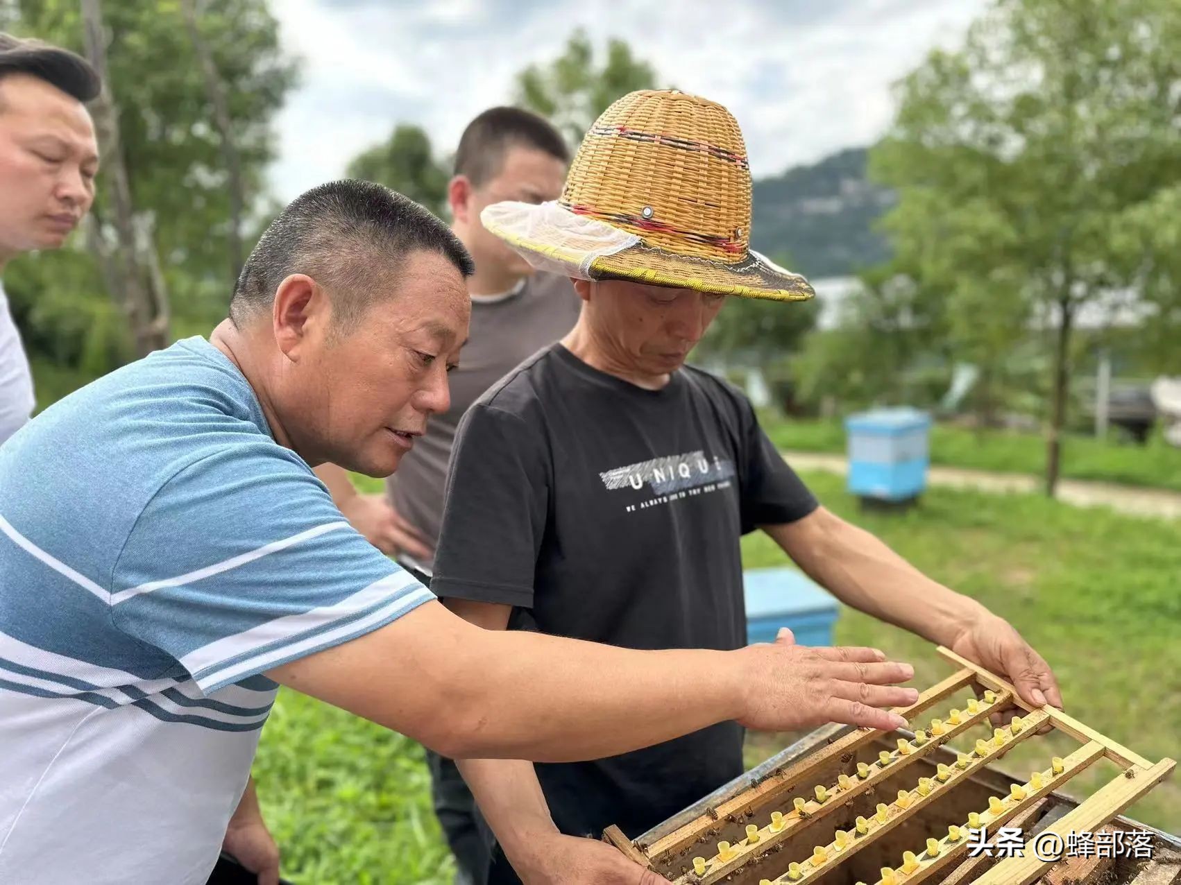 如何提高蜜蜂采蜜积极性,蜜蜂养殖技术全部视频播放