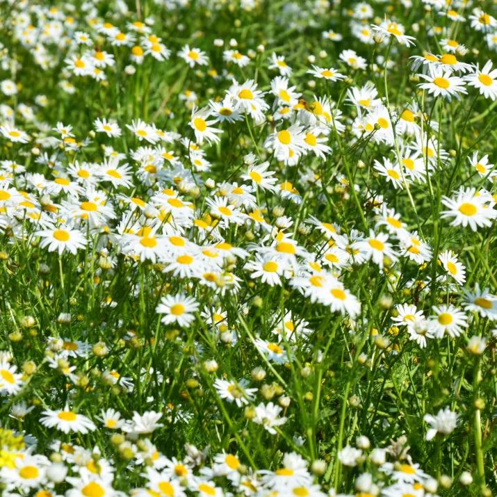 英国ifa精油作用,熬夜以后用哪款精油