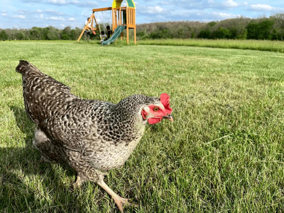 农场办抓鸡游戏3只鸡引百人追，入场费10元，“玩”出来的大财富